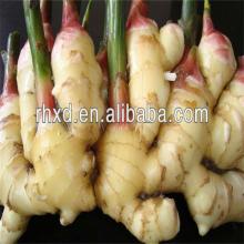 high quality varieties of ginger from China