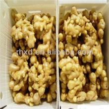 China market new crop fresh ginger for sale