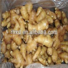 Chinese mature  gin ger/wholesale  bulk   gin ger
