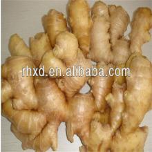 Chinese fresh/dried  ginger   product  manufacturers