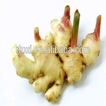 health benefit ginger(fresh ginger/dried ginger)