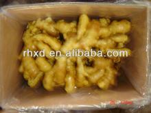 Fresh  ginger / specification  fresh  ginger /2013 fresh  ginger 