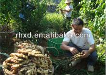 2013 new crop yellow color fresh ginger