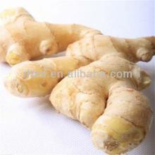 import/wholesale ginger/fresh/dried ginger