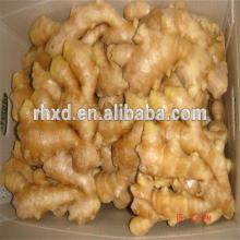 dried/fresh ginger exporter in china
