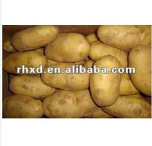 2012 new corp china potatoes