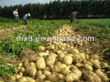 2013 fresh potato