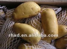 New Crop Fresh Potato on sale