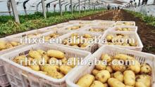 Fresh Holland Potato 2012 New