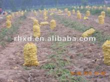 fresh holand potatoes