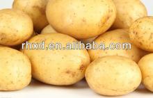 Holland potato from china new crop 2013