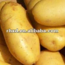 2012 long holland fresh potatoes