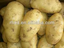2013 new crop fresh potatoes for sale