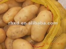 2012 fresh holland potato