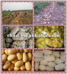 2013 fresh potatoes with market lowest price