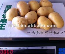 2013 NEW FRESH holland POTATO