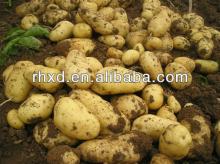 Fresh Potato (Holland Potato,Chinese Potato)