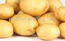  Fresh  Potato in 10kg  Mesh  Bag