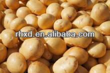  2013   new   crop  fresh  potato  in dubai