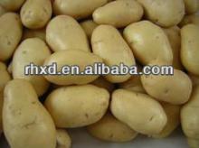 fresh potato price per ton/fresh potato factory for sale