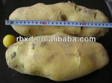 2013 New Crop Fresh Potato (Holland Potato,Chinese Potato)