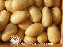 Export grade Holland sweet Fresh potato