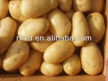 chinese new crop Holland fresh potato, cheap holland potato hot sale now