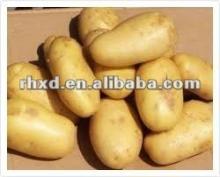 2013 Fresh Potato Holland Potato,Chinese fresh Potato Factory price