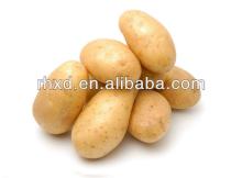 Hot Sale china Fresh Potatoes For chips(100-250g)