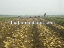 new crop fresh potato price 2013