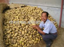 2013 new cropped fresh mature holland potato