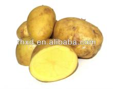chinese new crop Holland fresh potato, cheap holland potato hot sale UAE