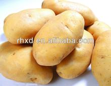 Supplier of Fresh Potato 2012 New Season - Exported to Dubai Market