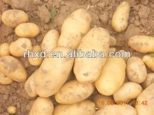 fresh potatoes holland dubai standard fresh potatoes exporter