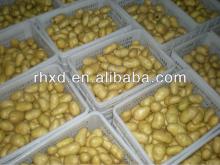 2013 new crop fresh purple potato for hot sale in dubai