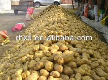 2013 new crop farm fresh potato/shandong fresh potato