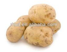 2013 new crop chinese fresh potato