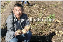 2013 Chinese Fresh Potato/cheap potato/sweet potatoes