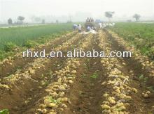 2013 Crop Fresh Potato Import and Export ( Organic , Gap ,SGS)