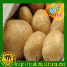 fresh potato importers in dubai,fresh potato price