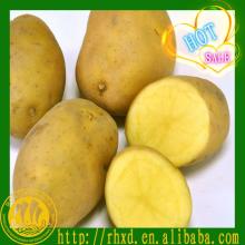 fresh potato exporters fresh potato factory