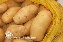New sweet fresh potato