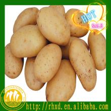  fresh   potato es china  fresh   holland   potato 