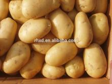 2014 new crop fresh potato importers