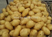 New Fresh Crop Sweet Potatoes Holland Potato