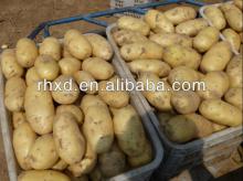 fresh holland potatoes 2013 sales with best price