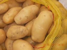 wholesale hot sale fresh holland potato