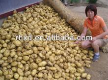 fresh potato price /fresh potato factory for sale with good quality