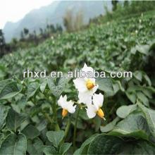 new crop fresh potato factory manufacturer  farm 