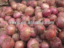 2013 new corn fresh red onion